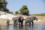 African elephants