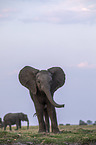 African Elephants