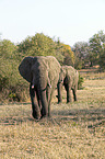 walking African Elephants
