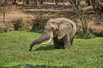 African elephant