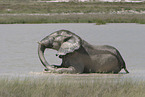 African elephant