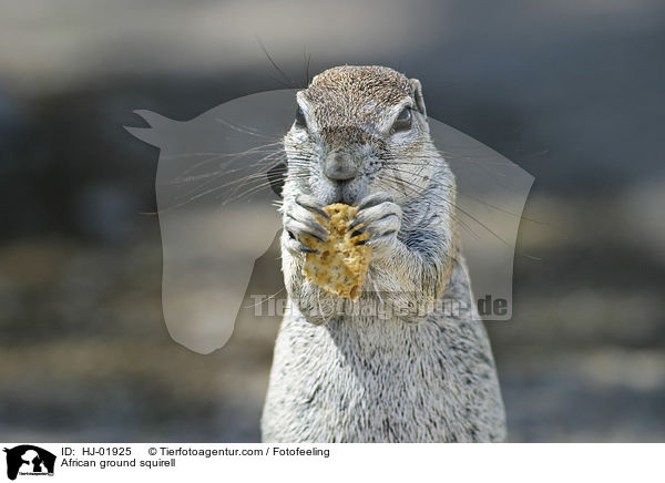 African ground squirell / HJ-01925