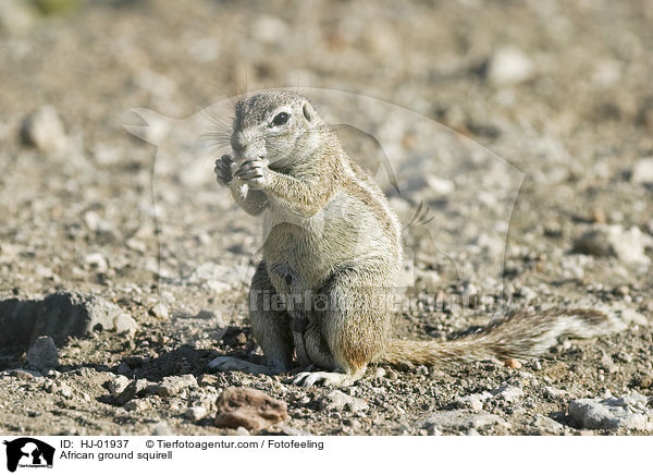 African ground squirell / HJ-01937