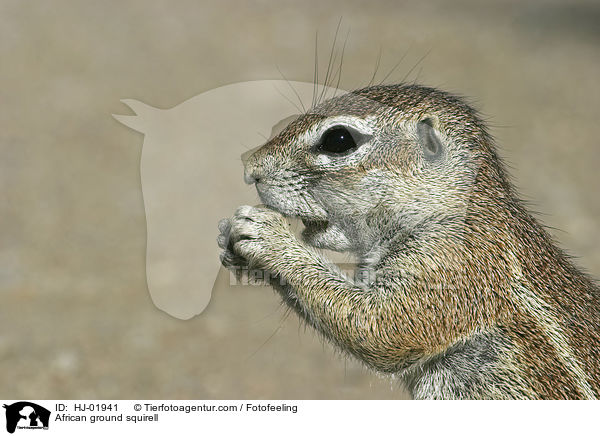 African ground squirell / HJ-01941