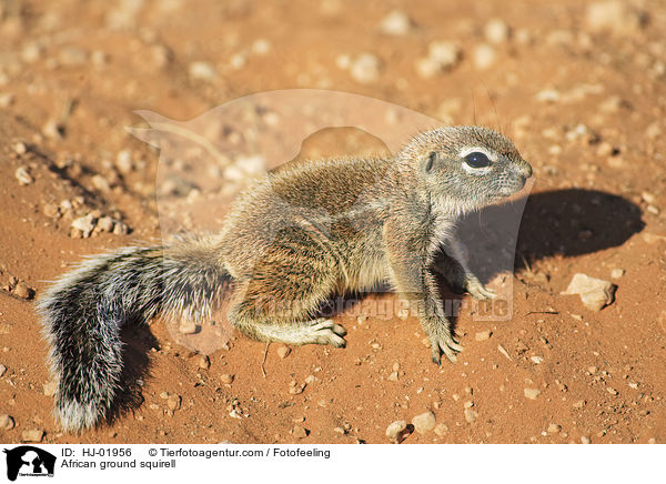 African ground squirell / HJ-01956