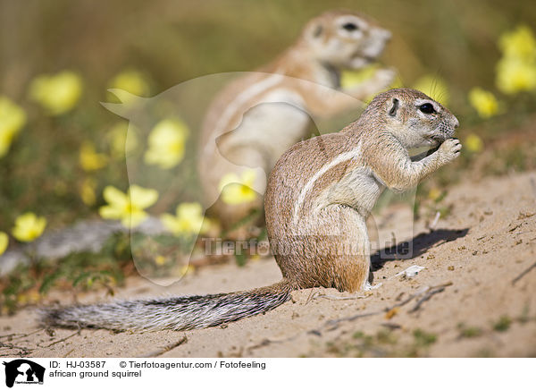african ground squirrel / HJ-03587