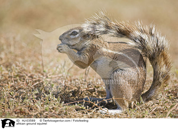 african ground squirrel / HJ-03589