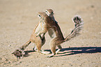 African ground squirells