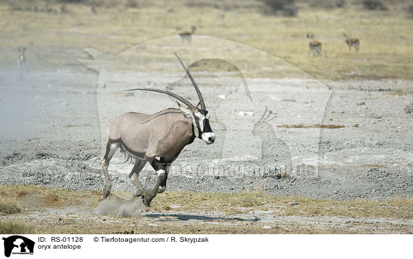 oryx antelope / RS-01128