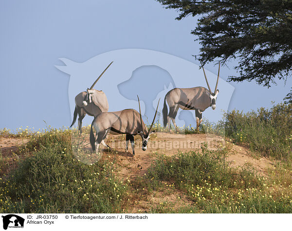 African Oryx / JR-03750