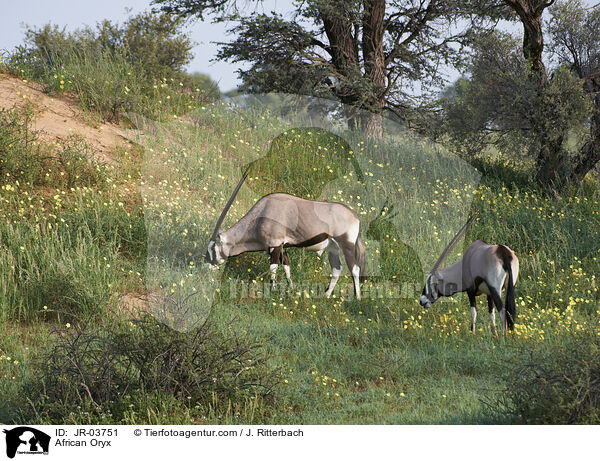 African Oryx / JR-03751