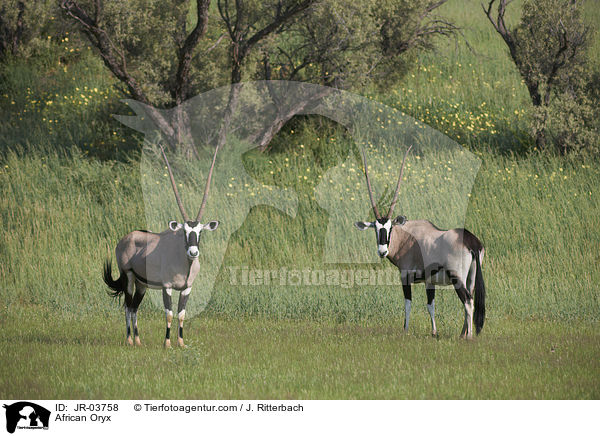 African Oryx / JR-03758