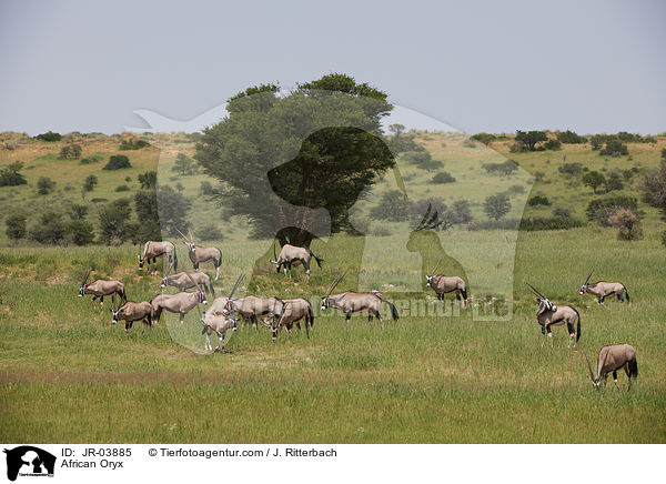 African Oryx / JR-03885