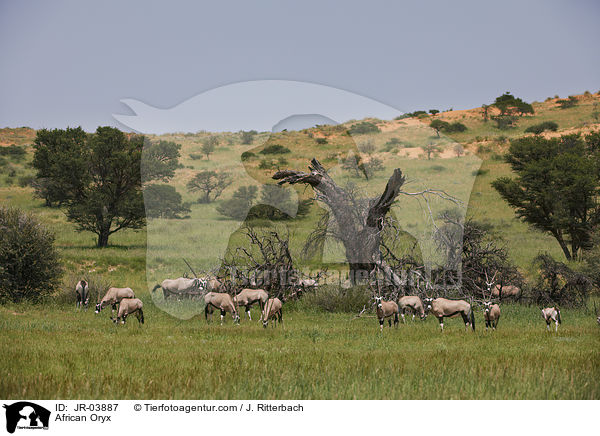 African Oryx / JR-03887