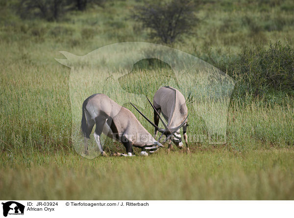 African Oryx / JR-03924