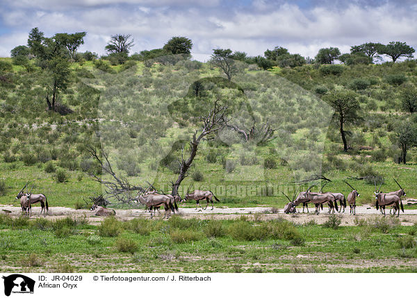 African Oryx / JR-04029