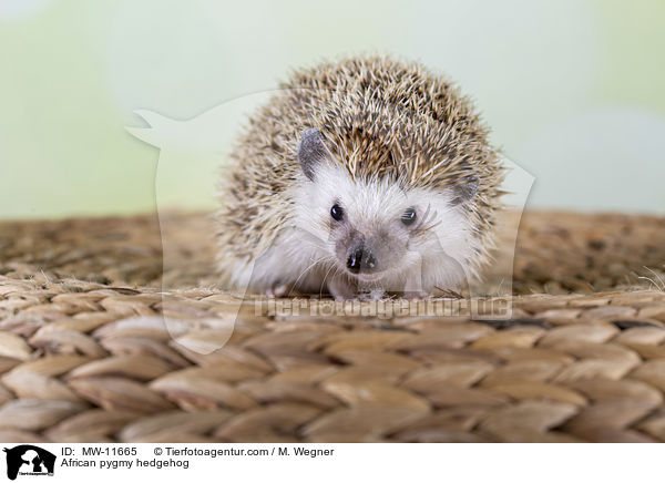 African pygmy hedgehog / MW-11665