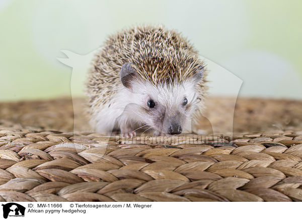 African pygmy hedgehog / MW-11666