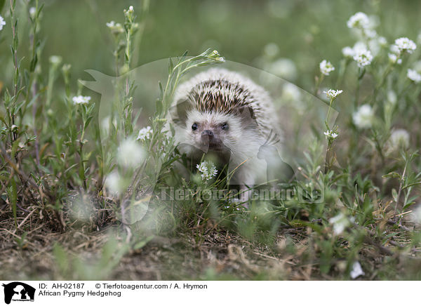 African Pygmy Hedgehog / AH-02187