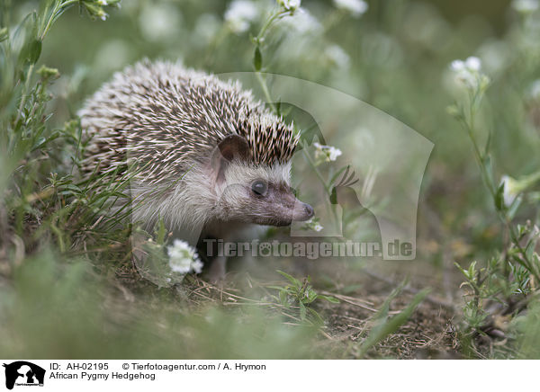 African Pygmy Hedgehog / AH-02195