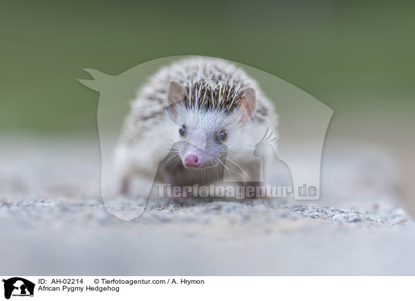 African Pygmy Hedgehog / AH-02214