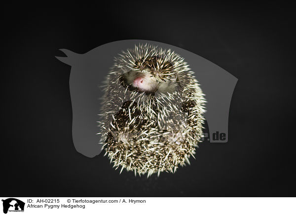 African Pygmy Hedgehog / AH-02215