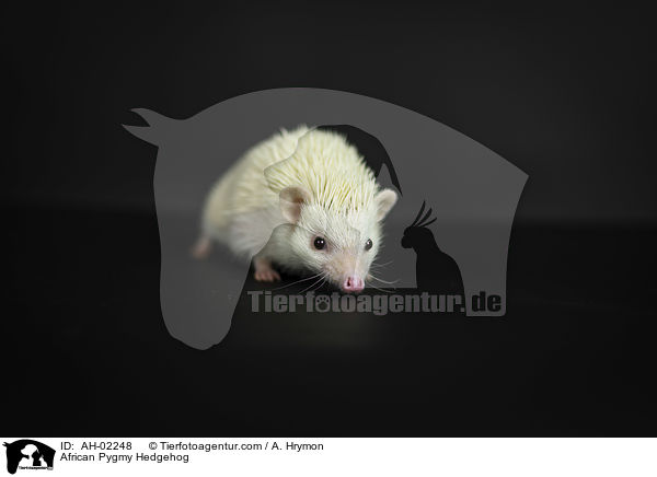 African Pygmy Hedgehog / AH-02248