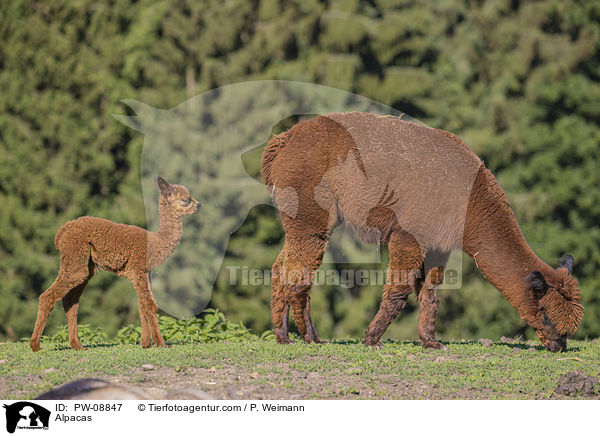 Alpacas / PW-08847