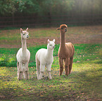 standing Alpacas