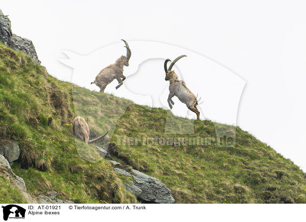 Alpine ibexes / AT-01921