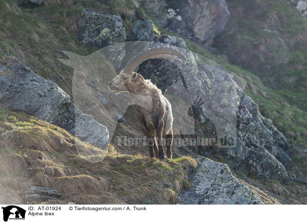 Alpine ibex / AT-01924