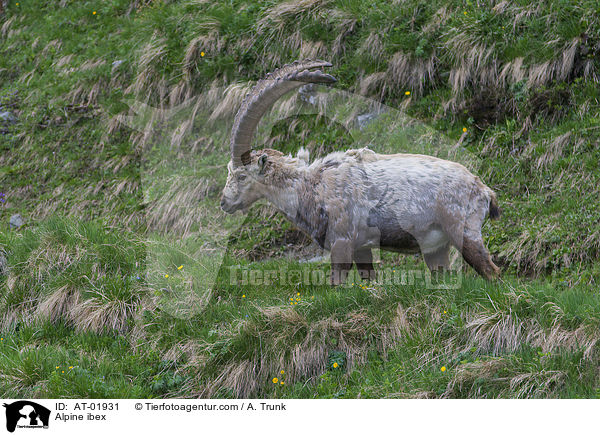 Alpine ibex / AT-01931