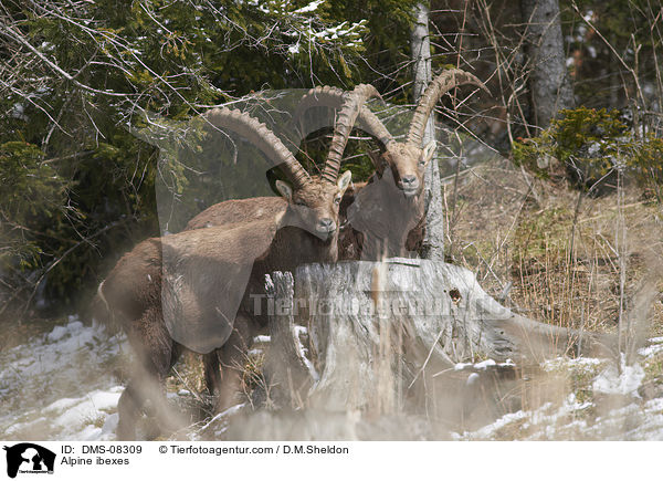 Alpine ibexes / DMS-08309