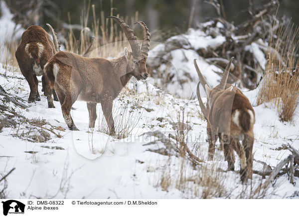 Alpine ibexes / DMS-08322