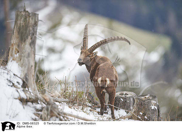 Alpine ibex / DMS-08325