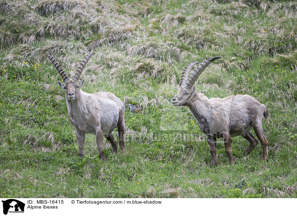 Alpine ibexes / MBS-16415