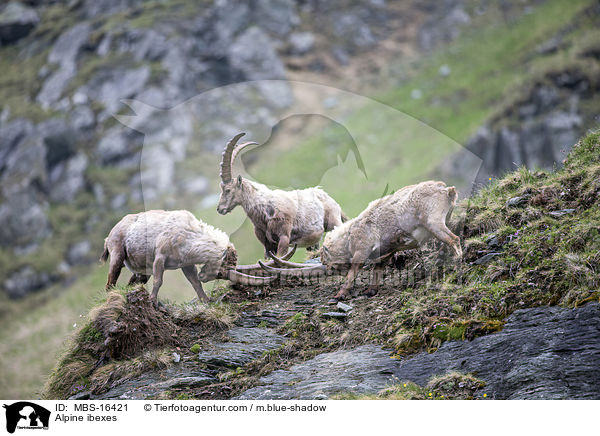 Alpine ibexes / MBS-16421