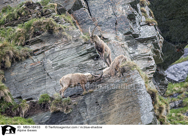 Alpine ibexes / MBS-16433
