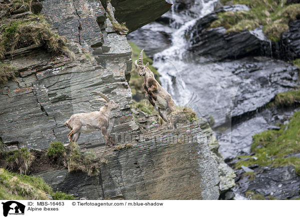 Alpensteinbcke / Alpine ibexes / MBS-16463
