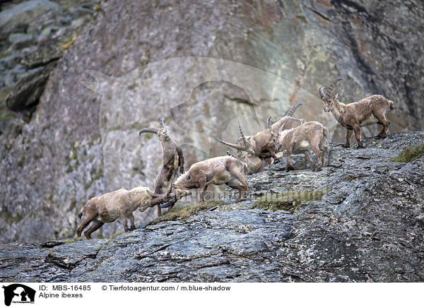 Alpensteinbcke / Alpine ibexes / MBS-16485