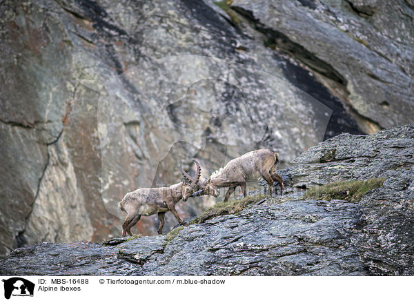 Alpine ibexes / MBS-16488