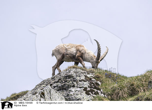 Alpensteinbock / Alpine ibex / MBS-16498