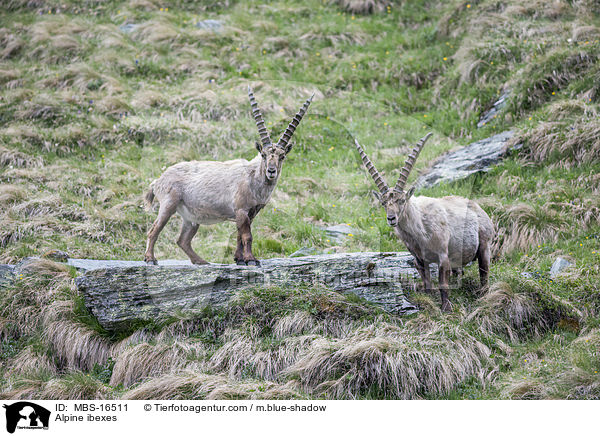 Alpine ibexes / MBS-16511
