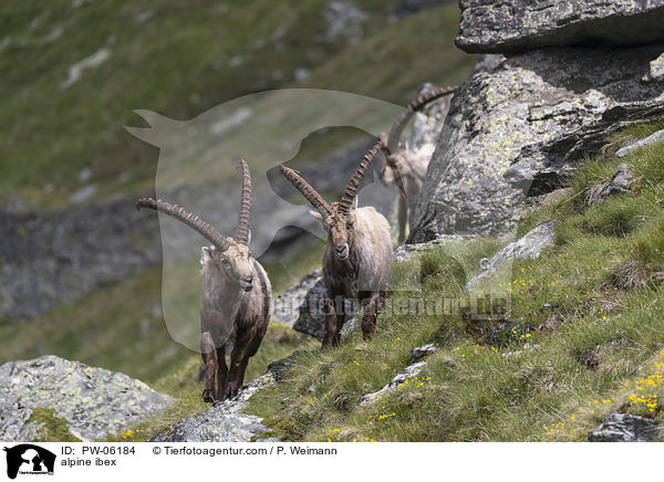 alpine ibex / PW-06184