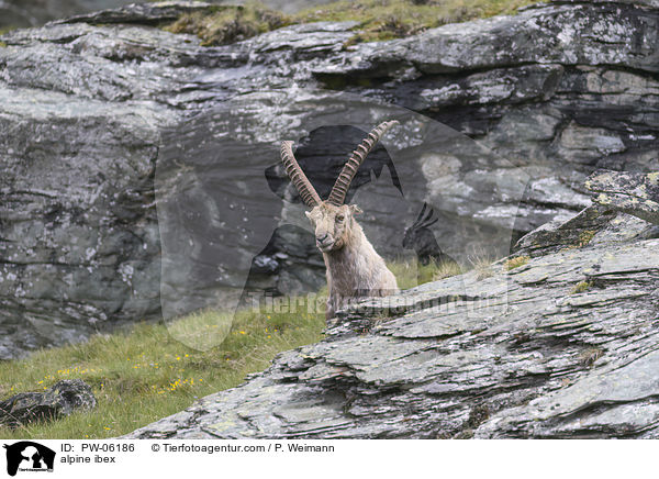 alpine ibex / PW-06186