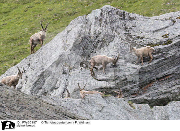 alpine ibexes / PW-06187
