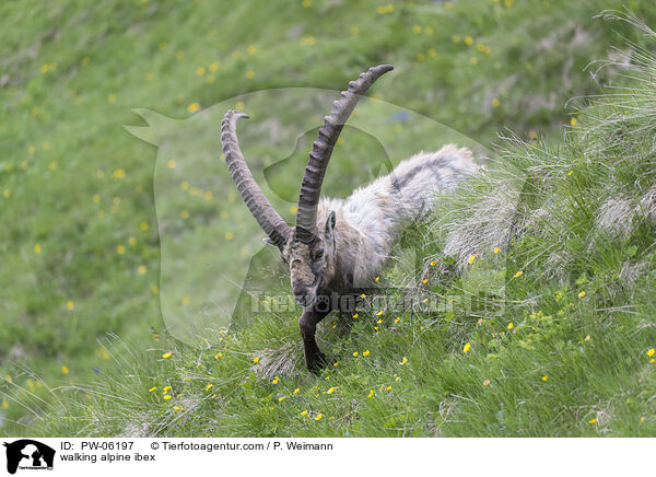 walking alpine ibex / PW-06197