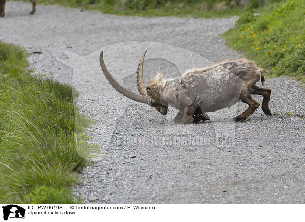 alpine ibex lies down / PW-06198
