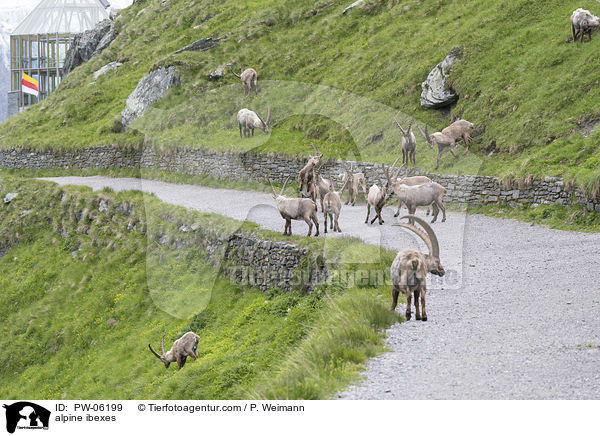 alpine ibexes / PW-06199