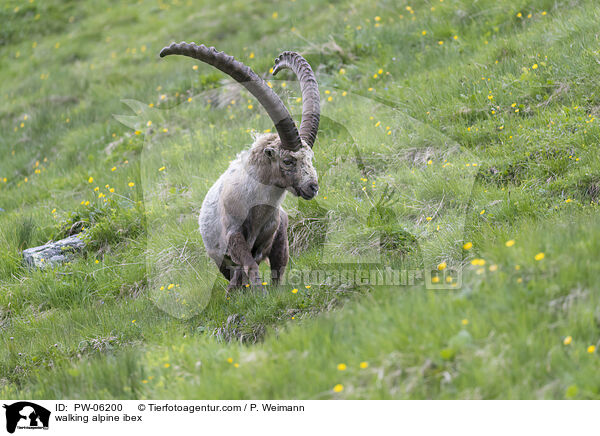 walking alpine ibex / PW-06200